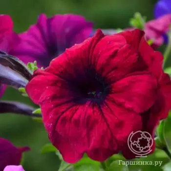 Семена Петуния Суперкаскадная Бургунди F1