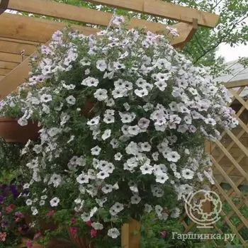 Семена Петуния Тайфун F1 Сильвер каскад