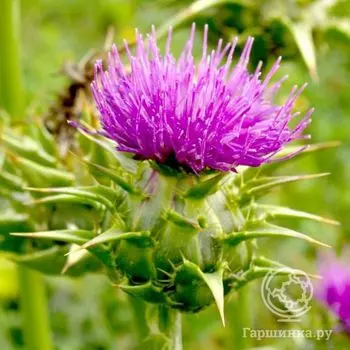 Семена Расторопша Доброго Здоровья пятнистая