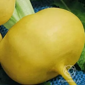 Семена Репа Петровская 1гр