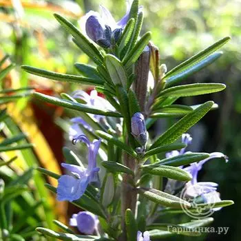 Семена Розмарин Доктор аптечный