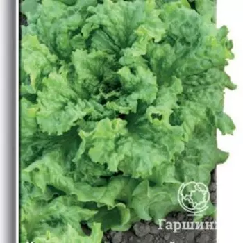 Семена Салат Гранд Рапидс 1, Поиск