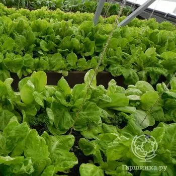 Семена Салат Московский парниковый