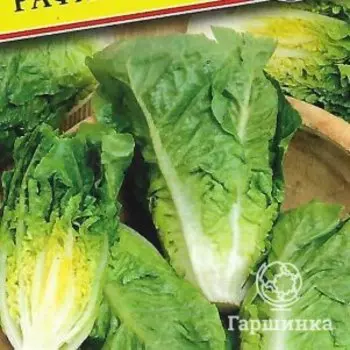 Семена Салат "Рафаэль" 10 шт, Престиж