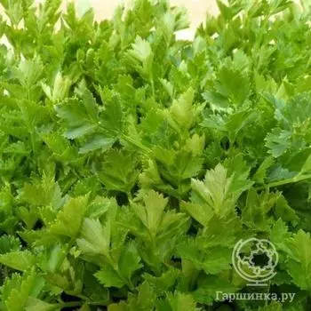 Семена Сельдерей Бодрость листовой