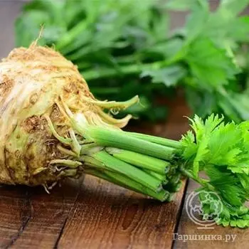 Семена Сельдерей Егор корневой