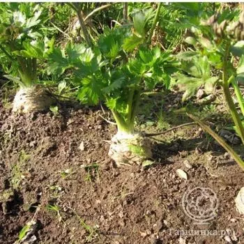 Семена Сельдерей Есаул корневой