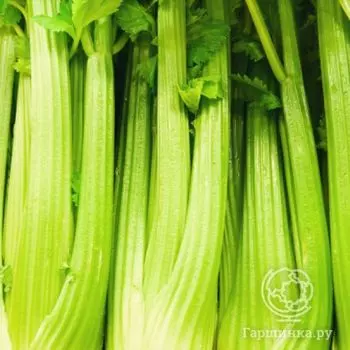 Семена Сельдерей Фитнес+ черешковый 0.5г