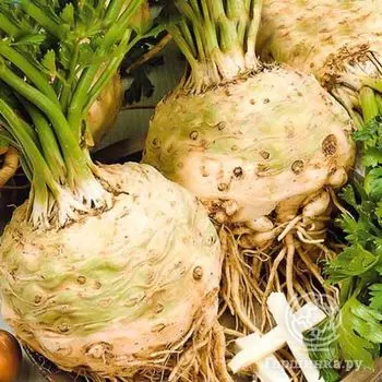 Семена Сельдерей Яблочный корневой