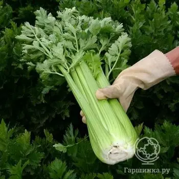 Семена Сельдерей Жених черешковый