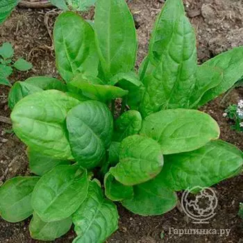 Семена Щавель Чемпион