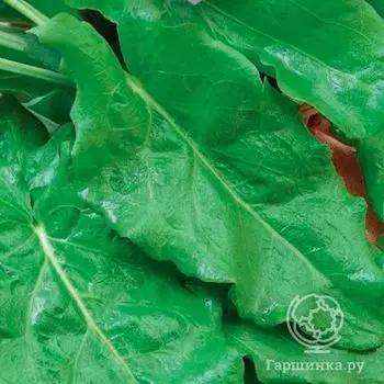 Семена Щавель Крепыш 0.2г