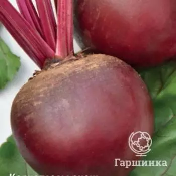 Семена Свекла столовая Витаминка (А) 3, Поиск