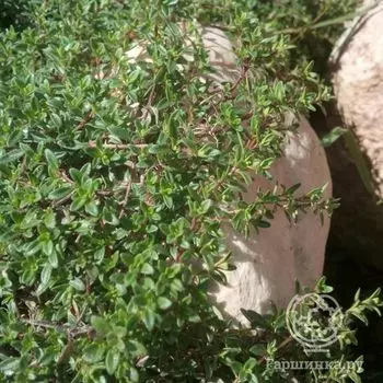 Семена Тимьян Ароматная грядка