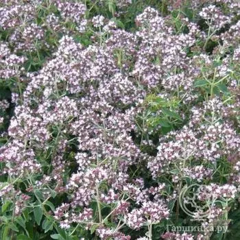 Семена Тимьян (Чабрец) Альпийский мед