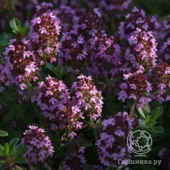 Семена Тимьян Лиловая змейка 0,05г