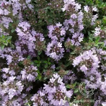 Семена Тимьян Медовый аромат 0.2г