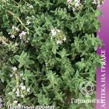 Семена Тимьян овощной Медок (А) 0,25, Поиск