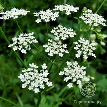 Семена Тмин Пряный аромат