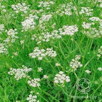 Семена Тмин Восточный аромат