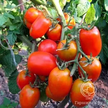 Семена Томат Акварель 20 шт