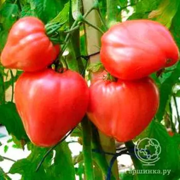 Семена Томат Алсу 20 шт