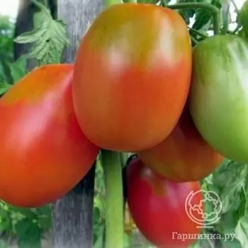 Семена Томат Алтаечка 20 шт