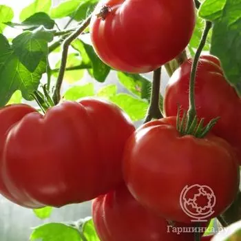 Семена Томат Андреевский сюрприз 20 шт