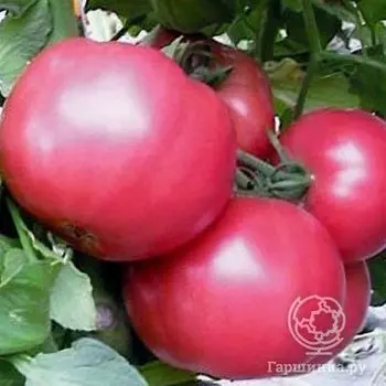 Семена Томат Андромеда Розовая F1 15 шт
