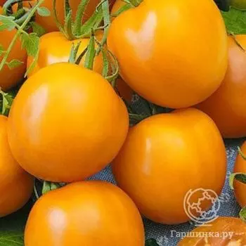 Семена Томат Андромеда Золотая F1 15 шт