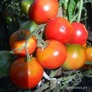 Семена Томат Анка 20 шт