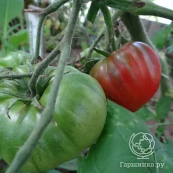 Семена Томат Арбузный сер 1+1/0.25г