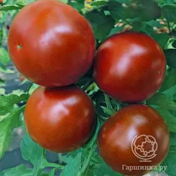 Семена Томат Ашраф F1