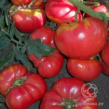 Семена Томат Атлантида 20 шт