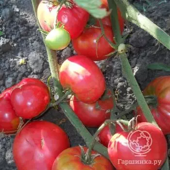 Семена Томат Бабушкин секрет 20 шт