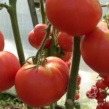 Семена Томат Бабушкино 10 шт