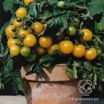 Семена Томат Балкони Елоу F1 15 шт