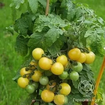 Семена Томат Балконное чудо Балкони Ело F1