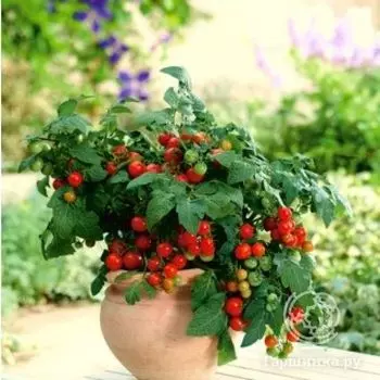 Семена Томат Балконное чудо Балкони Ред F1