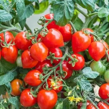 Семена Томат Балконные сердечки