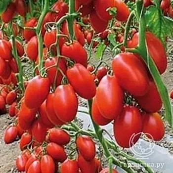 Семена Томат Баловень судьбы 20 шт