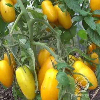 Семена Томат Банановые ноги