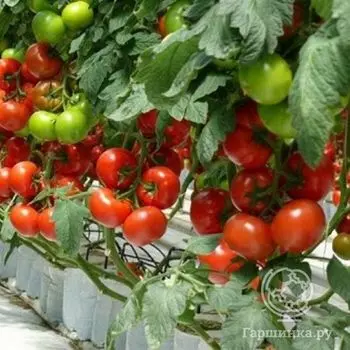 Семена Томат Барон F1