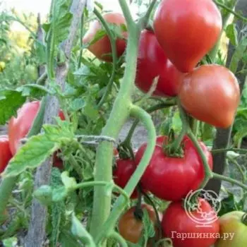 Семена Томат Батяня 20 шт