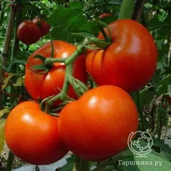 Семена Томат Белый налив