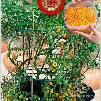 Семена Томат Берри Баскет Ело F1