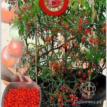 Семена Томат Берри Баскет Ред F1