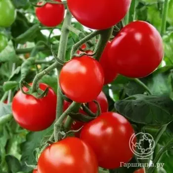 Семена Томат Благовест F1 1+1/25шт