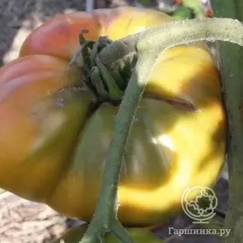 Семена Томат Большой куш 20 шт