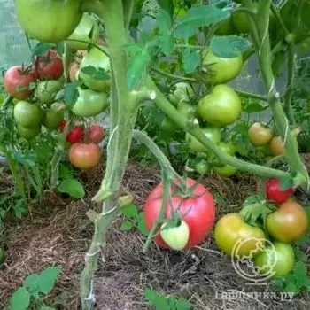 Семена Томат Буги-вуги F1 15 шт